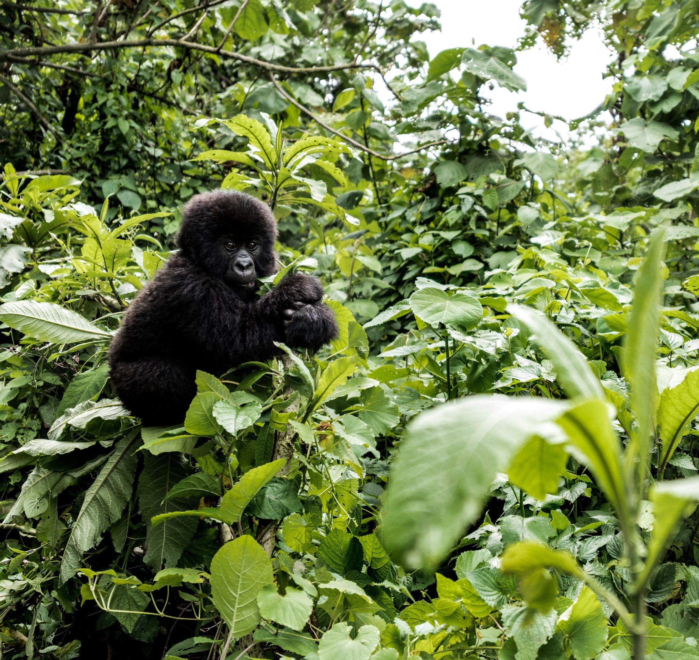 Young gorilla in Virunga Mountain forest