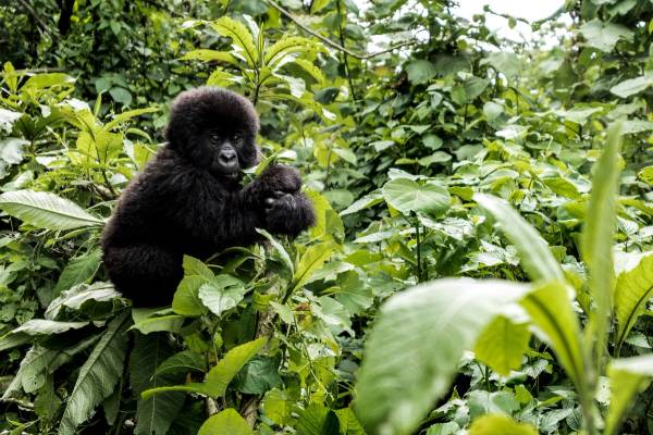 Young gorilla in Virunga Mountain forest