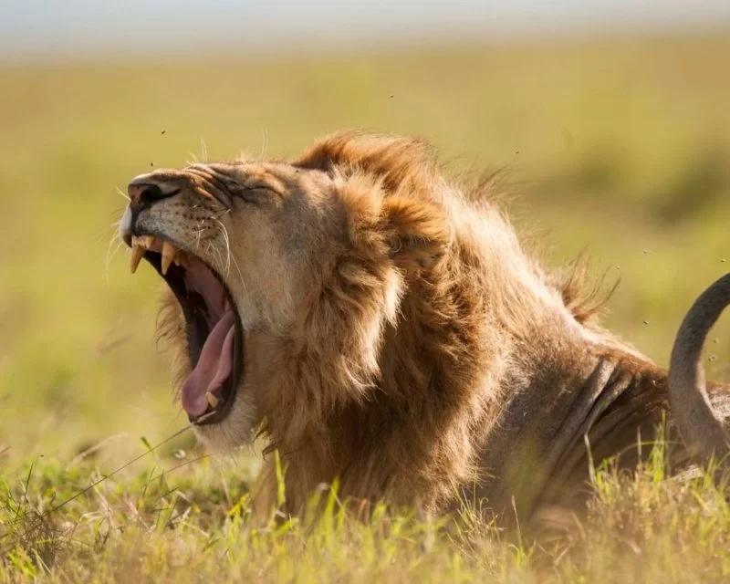 Male lion yawning or roaring