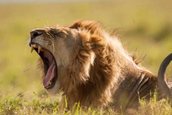 Male lion yawning or roaring