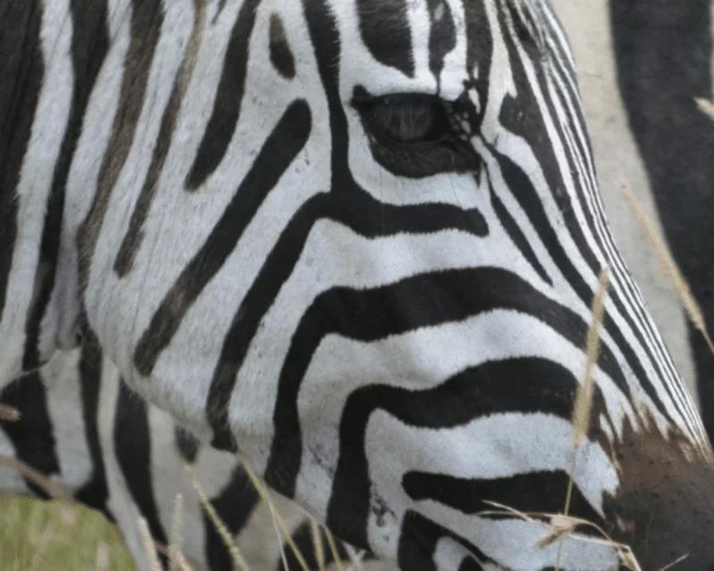 close up of side of zebra's face