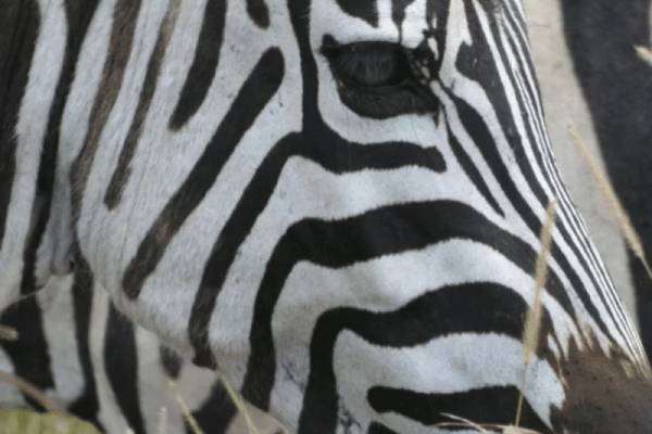 close up of side of zebra's face