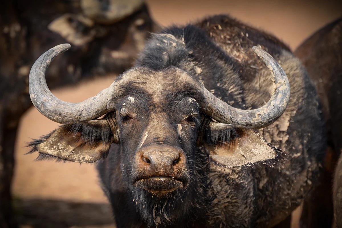 A bold buffalo looks directly into the camera