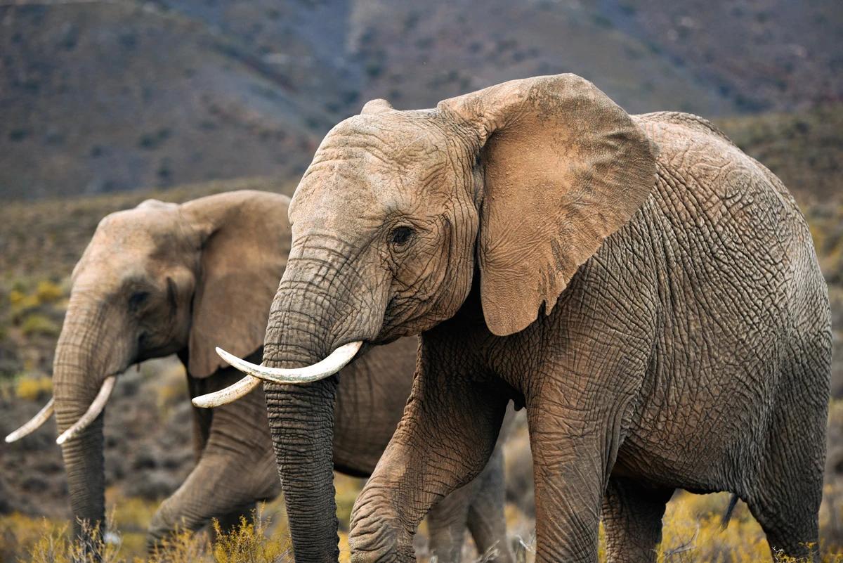 Elephants walk calmly in the bush scrub in the Klen Karoo Mont Eco Private Game Reserve