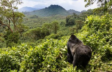 Gorillas & Game: 6 Night Rwanda Getaway