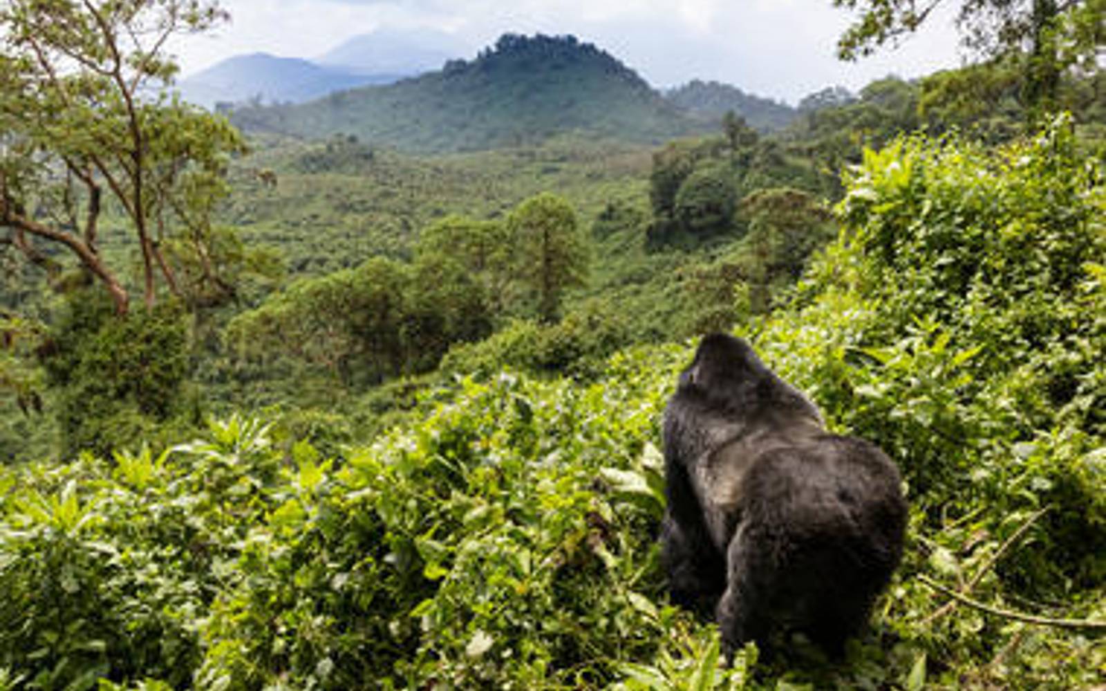 Gorillas & Game: 6 Night Rwanda Getaway