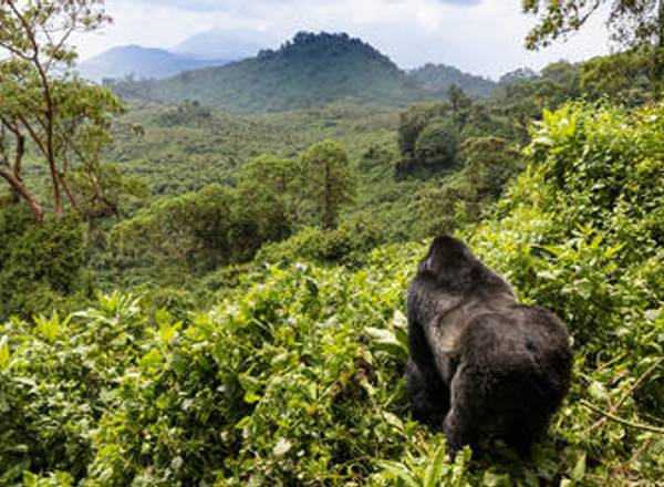Gorilla looking out into Rwandan green forest and mountains