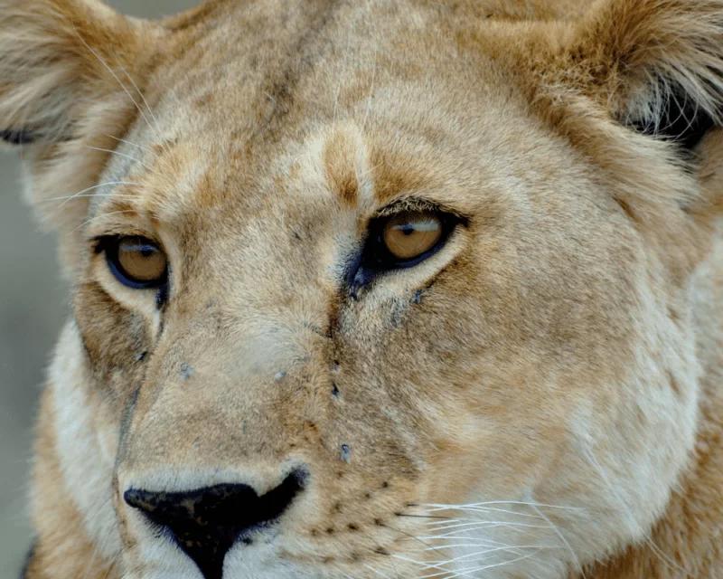 Close up of female lion face