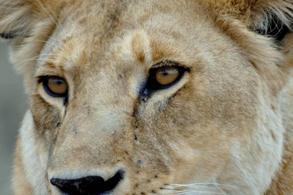 Close up of female lion face