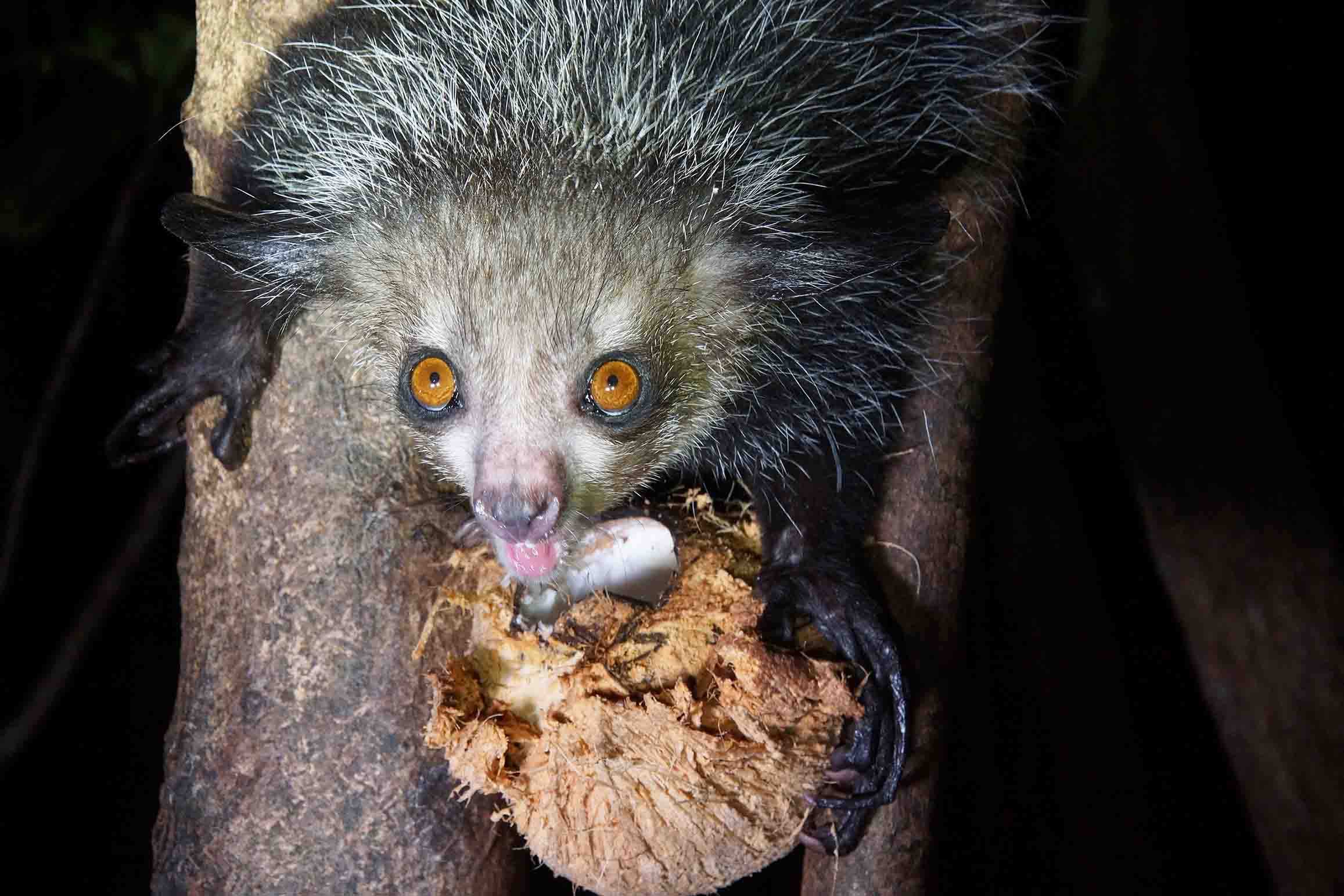 Aye-Aye lemur in Madagascar's rainforest