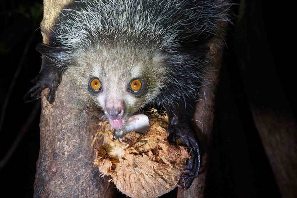 Aye-Aye lemur in Madagascar's rainforest
