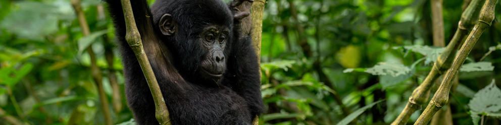 Gorillas Galore: 11 Night Uganda & Rwanda Safari