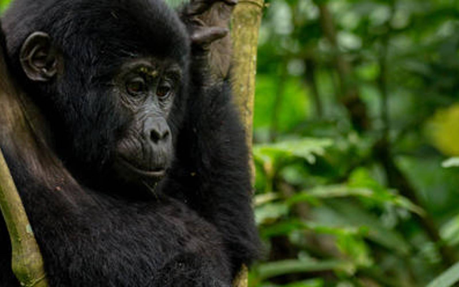 Gorillas Galore: 11 Night Uganda & Rwanda Safari