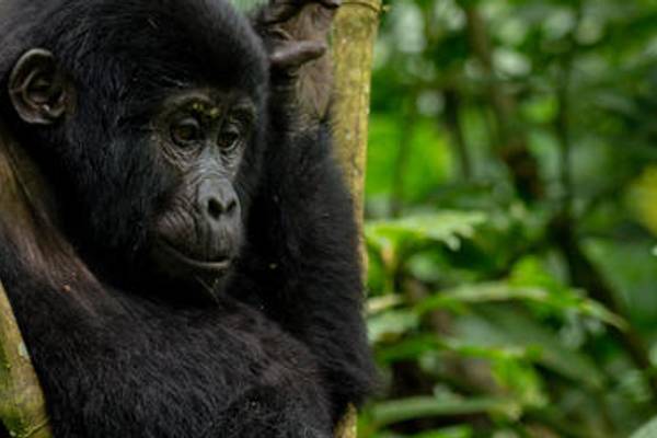 Gorilla in forest