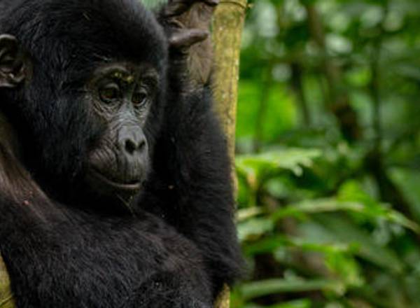 Gorilla in the forest