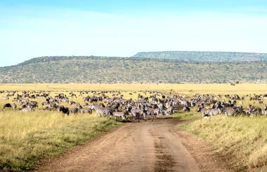 Dirt road with buffalo in the distance