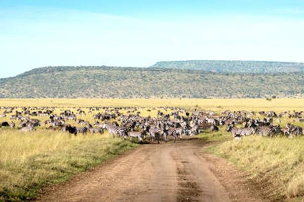 Dirt road with buffalo in the distance