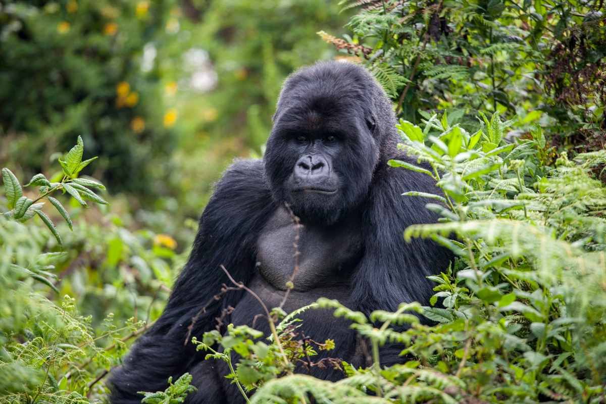 Rwanda Gorilla Trek: 3 Nights Tracking Mountain Gorillas in Volcanoes National Park