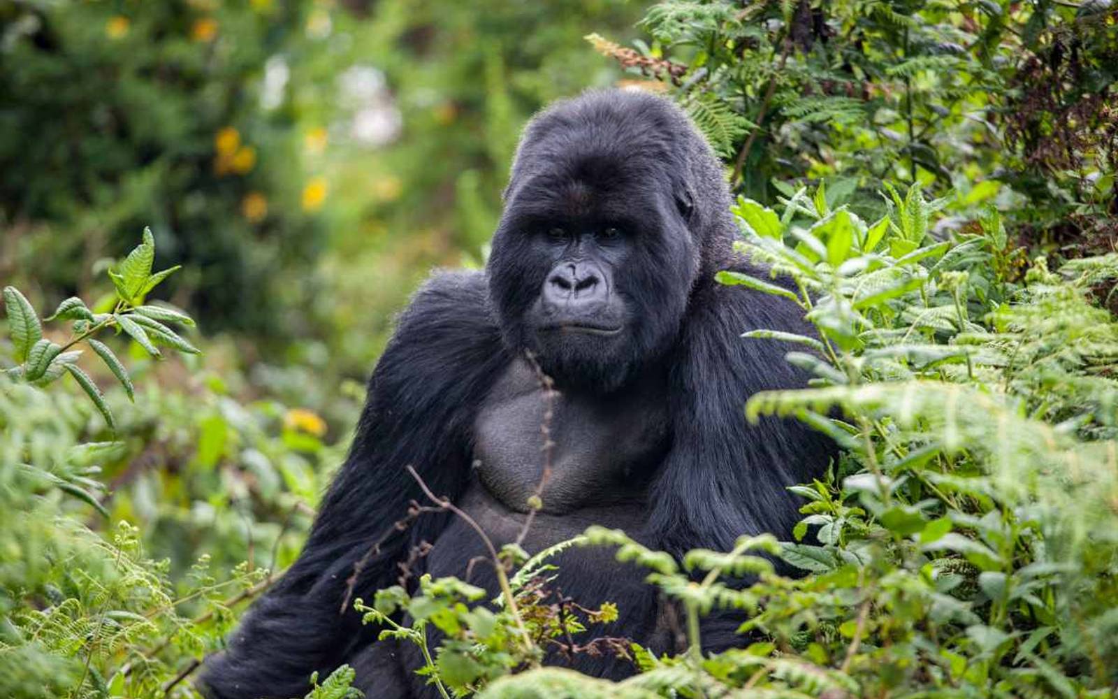 Rwanda Gorilla Trek: 3 Nights Tracking Mountain Gorillas in Volcanoes National Park