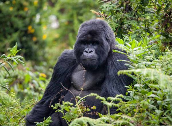 Rwanda Gorilla Trek: 3 Nights Tracking Mountain Gorillas in Volcanoes National Park