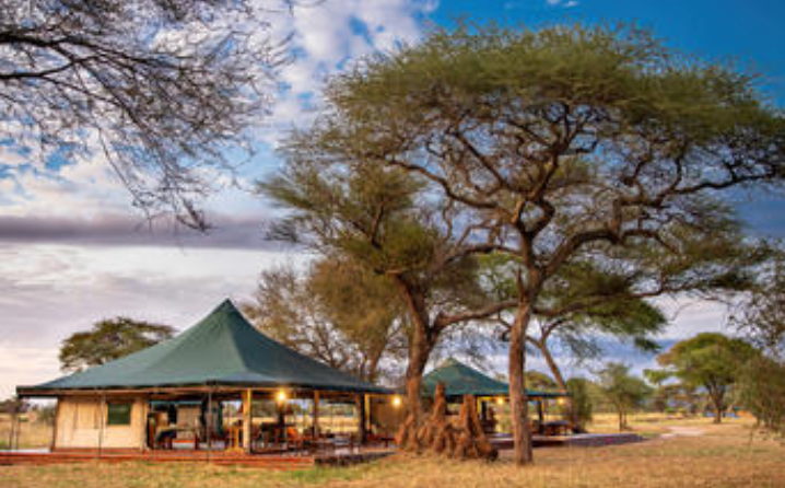 Luxury tents beneath African tree