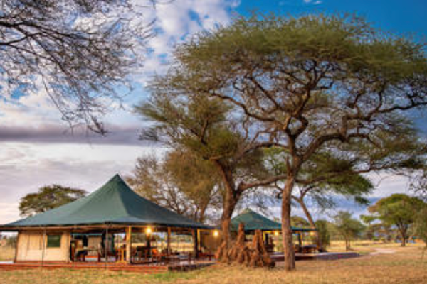Luxury tents beneath African tree