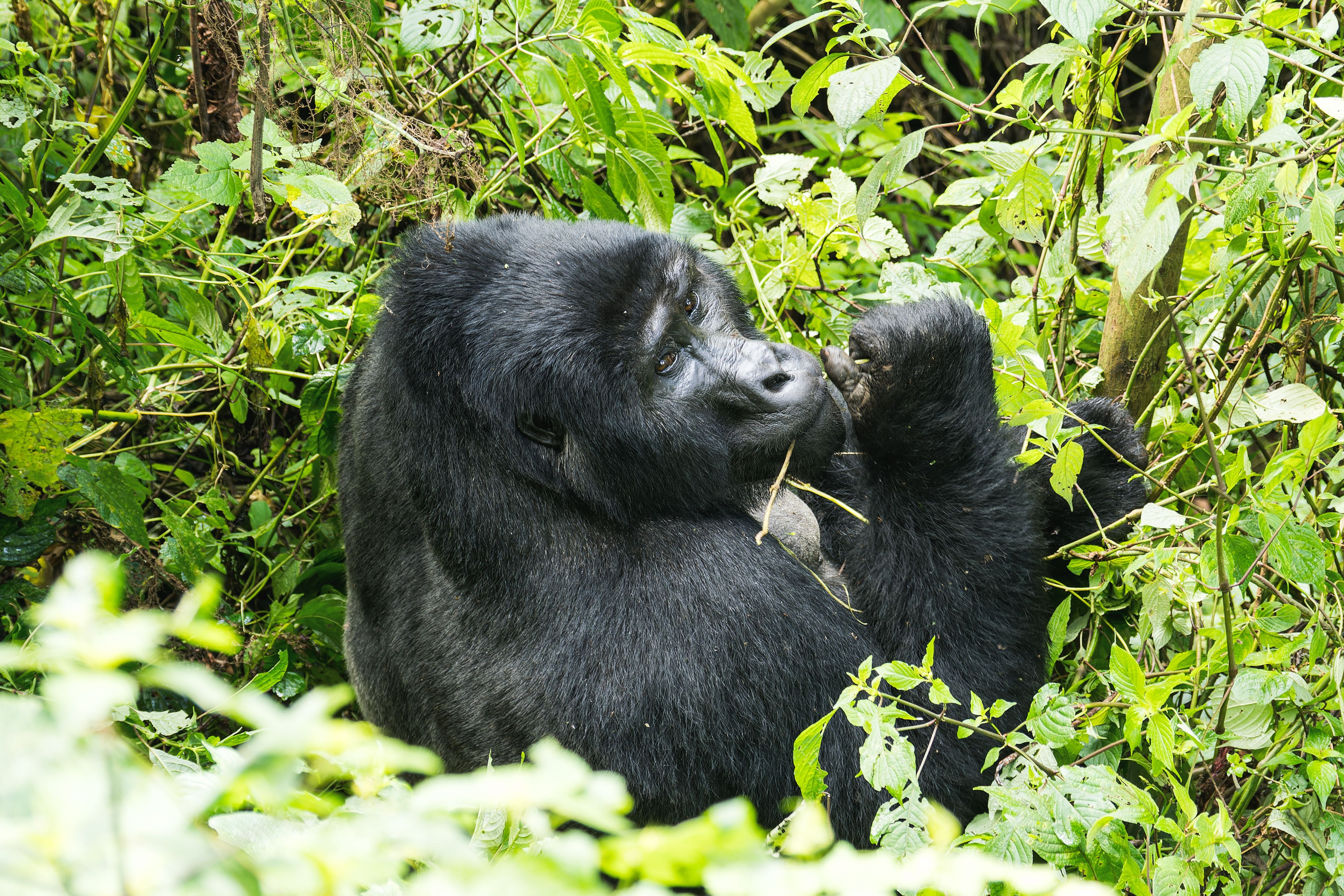 Gorillas & Chimpanzees Trekking Safari in Uganda