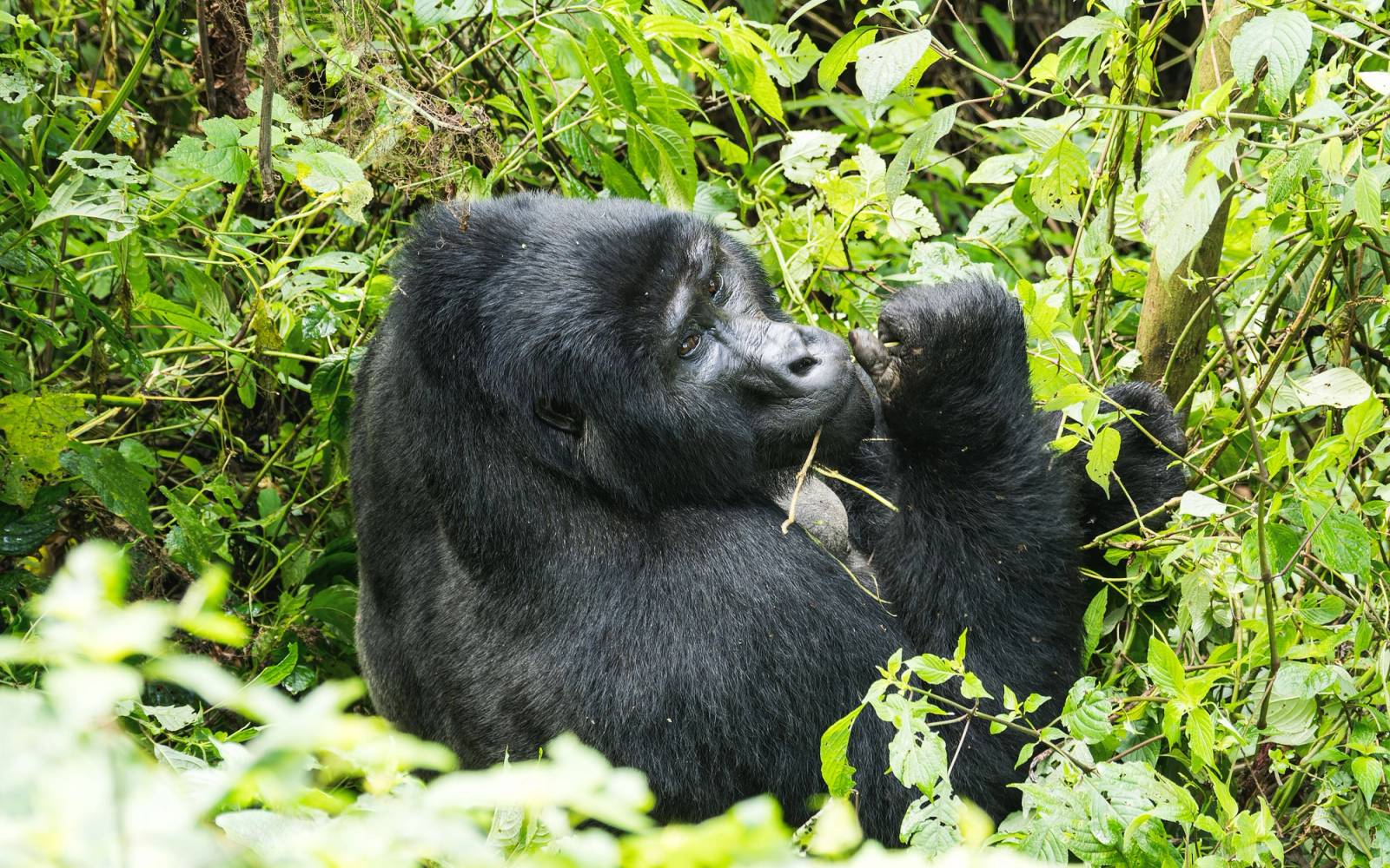 Gorillas & Chimpanzees Trekking Safari in Uganda