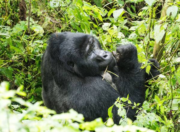 A beautiful black gorilla since in verdant green bush eating some leaves.