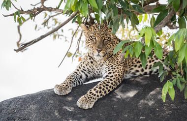Cheetah sitting in a tree