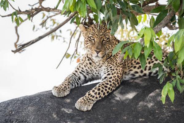 Cheetah sitting in a tree