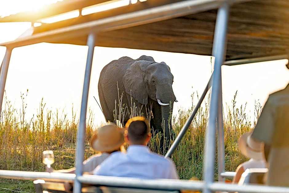 Elephant at sunset with people watching from vehicle