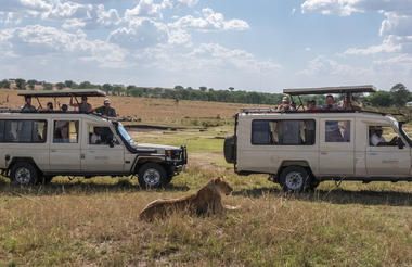 Two game drive cars watching a female lion sitting in the grass