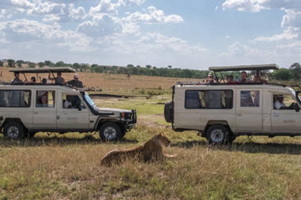 Two game drive cars watching a female lion sitting in the grass