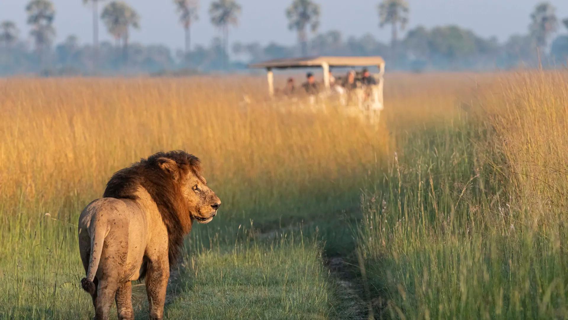 Male lion seen on game drive