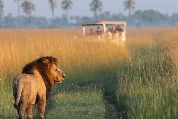 Male lion seen on game drive