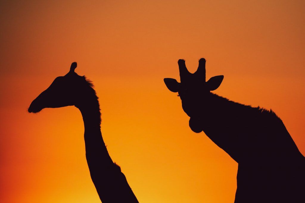 Silhouette of two giraffes at sunset
