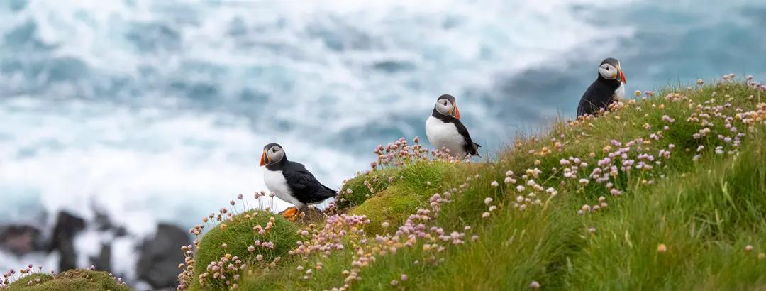 Solo Special – Cruise the North: Iceland, Faroe Islands and British Isles – 10 Nights on SH Diana