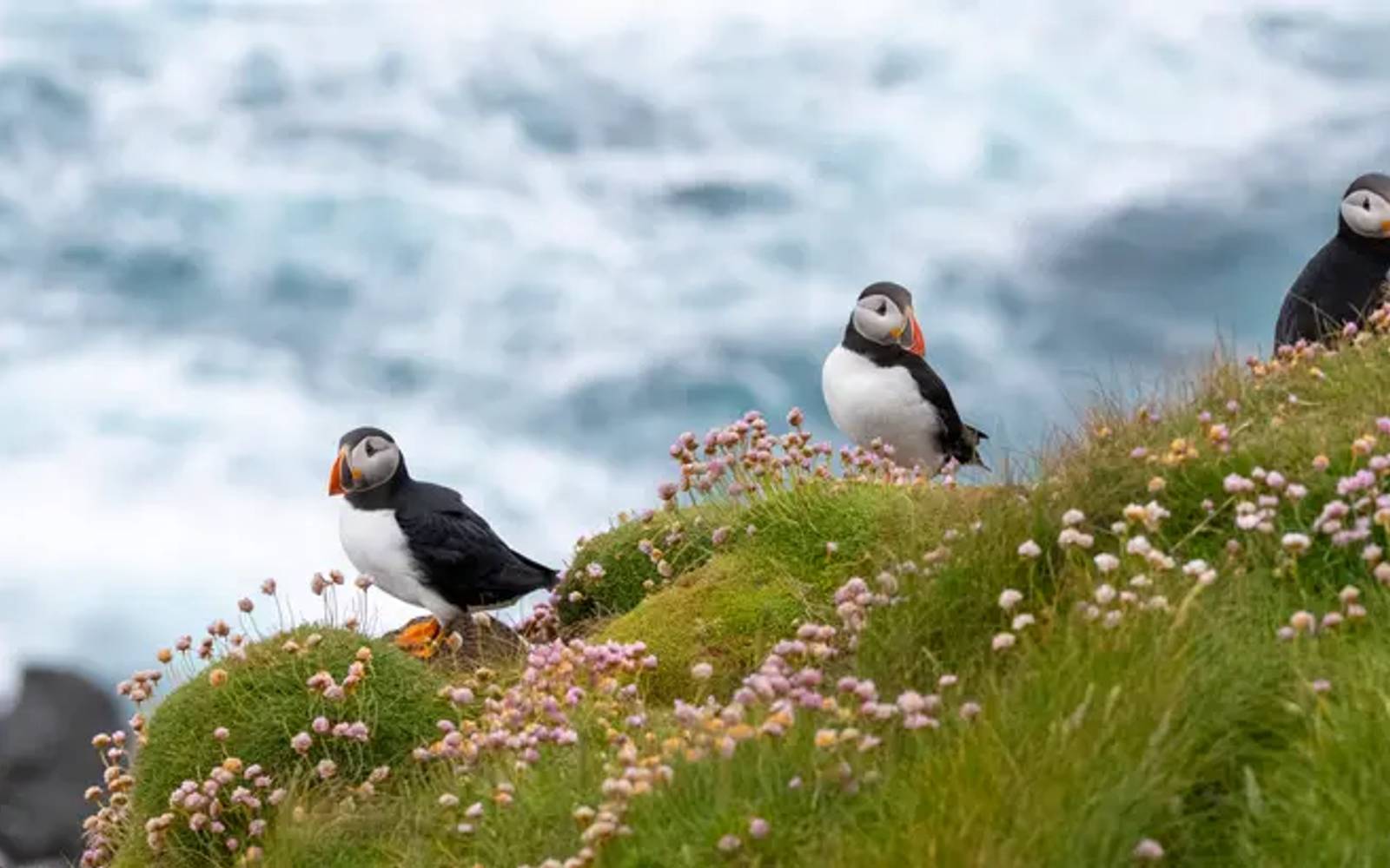 Solo Special – Cruise the North: Iceland, Faroe Islands and British Isles – 10 Nights on SH Diana