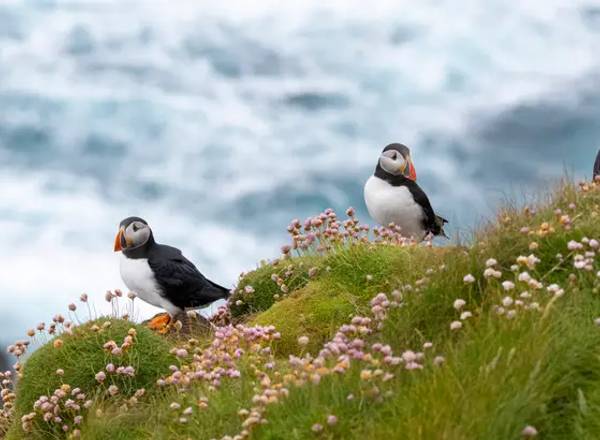 Solo Special – Cruise the North: Iceland, Faroe Islands and British Isles – 10 Nights on SH Diana