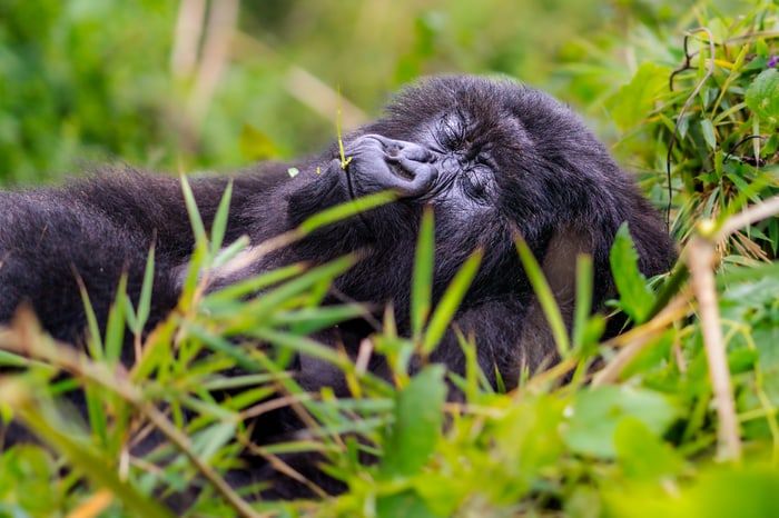 Gorilla with closed eyes lying in forest