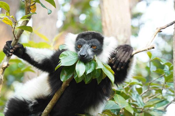 Ruffed lemur in the rainforest canopy