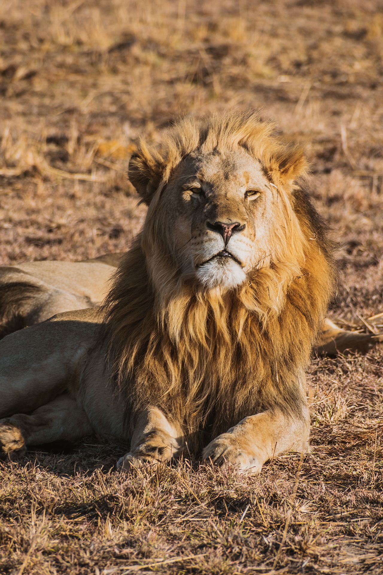 Male lion sitting on the ground looking up towards the sun