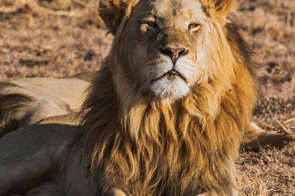 Male lion sitting on the ground looking up towards the sun
