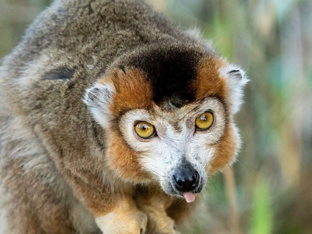 Crowned lemurs in Madagascar's rainforest