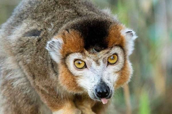 Crowned lemurs in Madagascar's rainforest