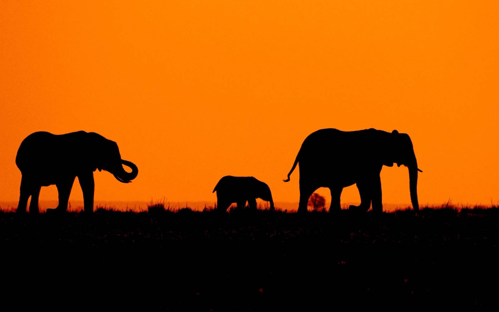 Silhouettes of two adult elephants and one baby elephant