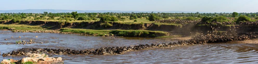 Buffalo crossing river during Great Migration