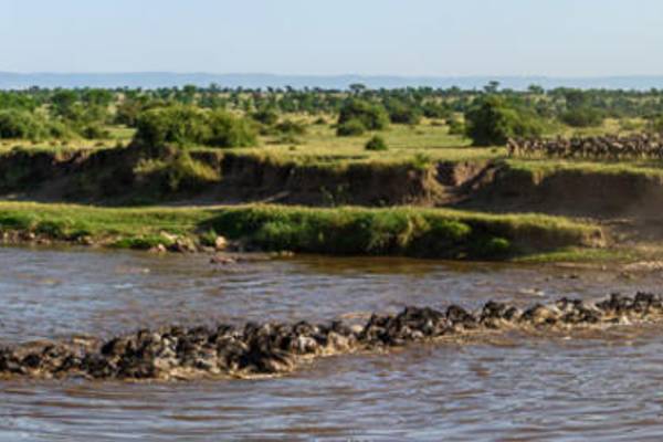 Buffalo crossing river during Great Migration