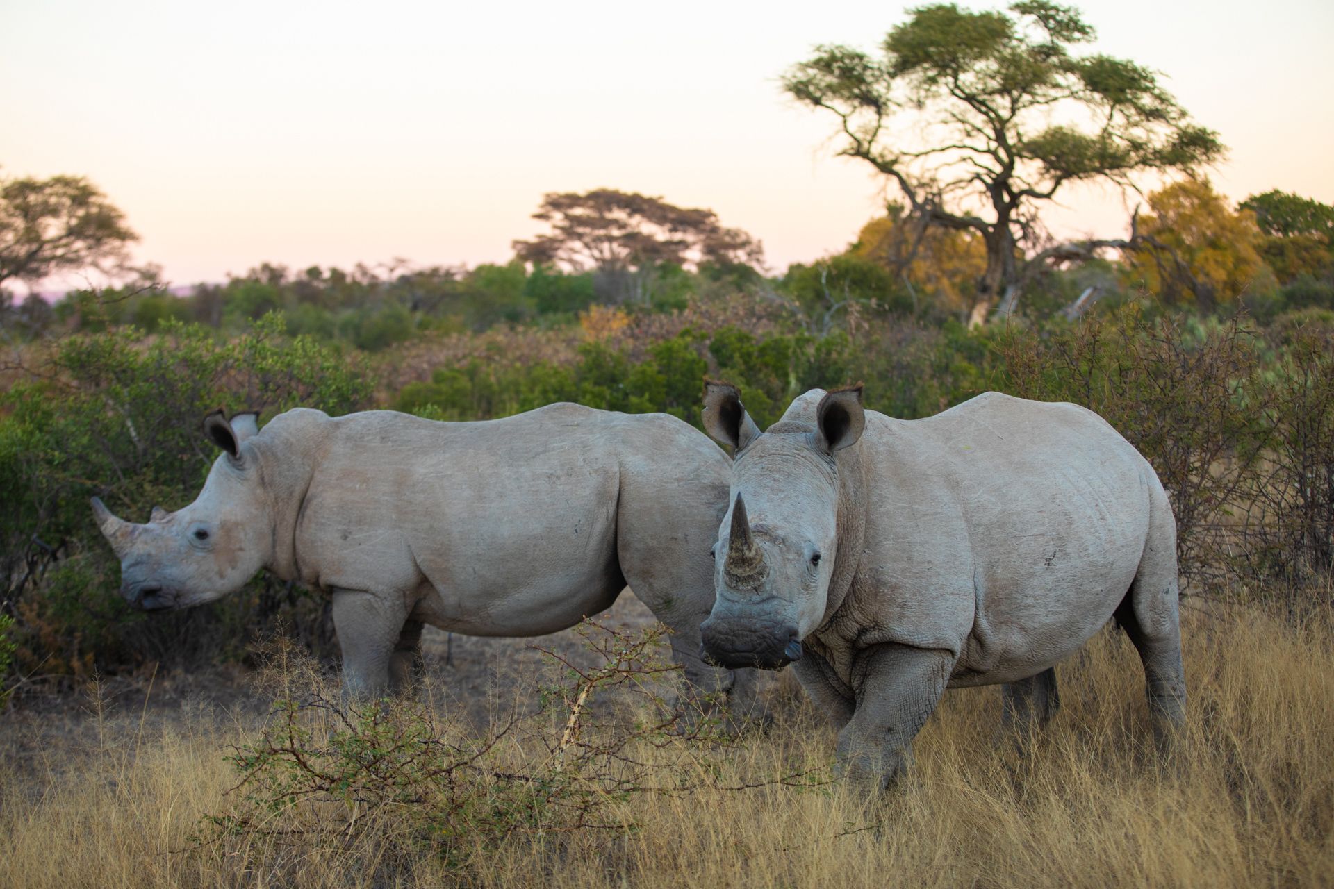 Two grey rhinos in the bush